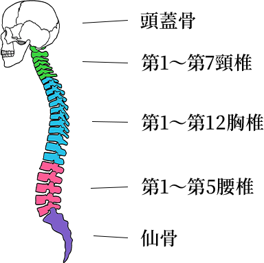 背骨は頚椎（けいつい）という7つの骨と胸椎（きょうつい）という12個の骨と腰椎（ようつい）という5つの骨、計24個の骨で構成されています。